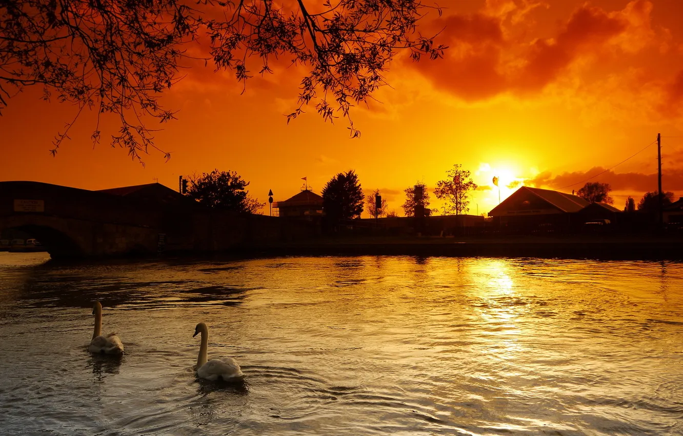 Photo wallpaper sunset, lake, swans