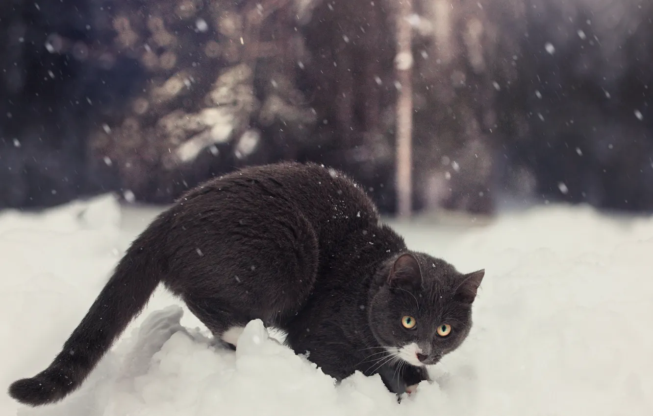 Photo wallpaper winter, cat, snow, by Thunderi