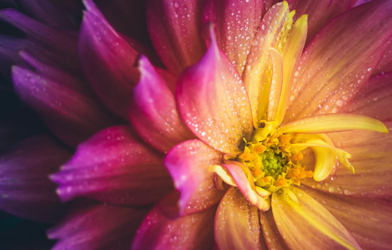 Photo wallpaper macro, petals, dahlias