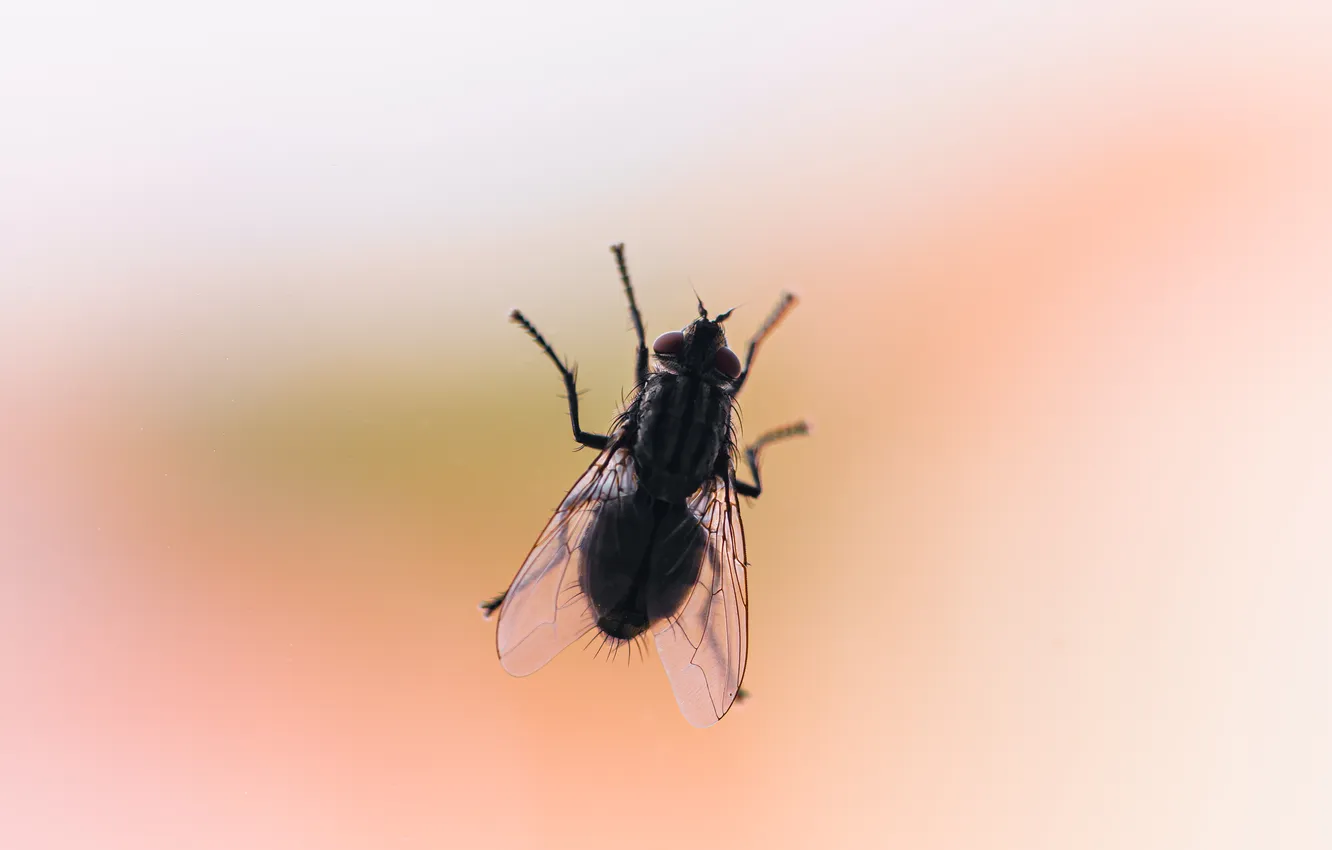 Photo wallpaper glass, fly, window