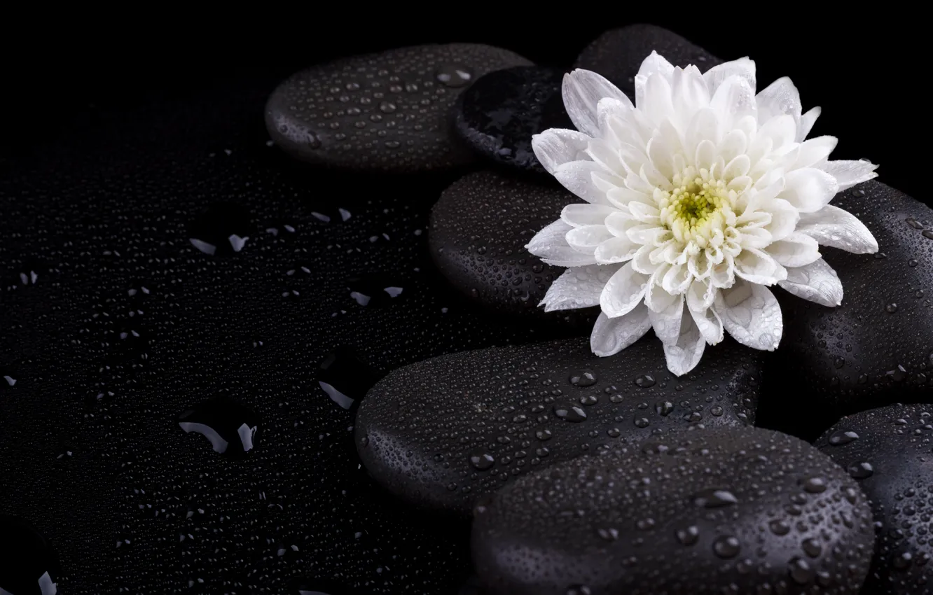Photo wallpaper drops, flowers, stones, chrysanthemum, Spa