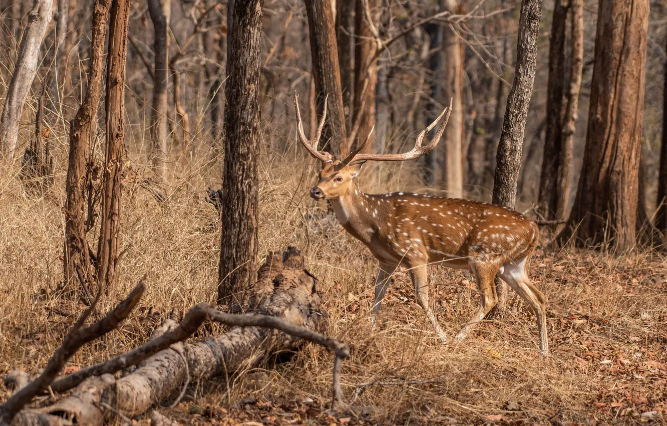 Photo wallpaper autumn, forest, trees, branches, deer, walk