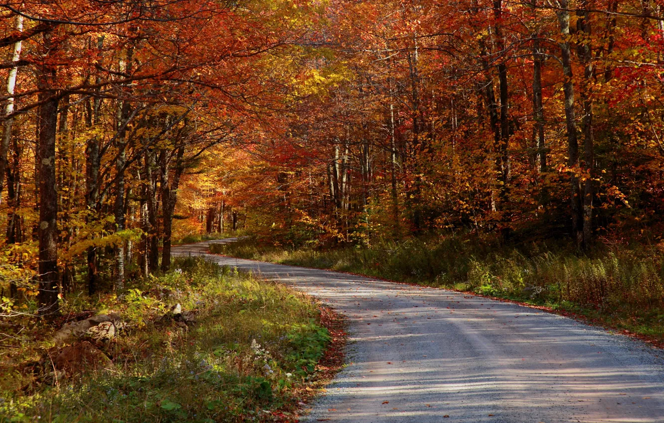 Photo wallpaper road, autumn, forest, nature, photo