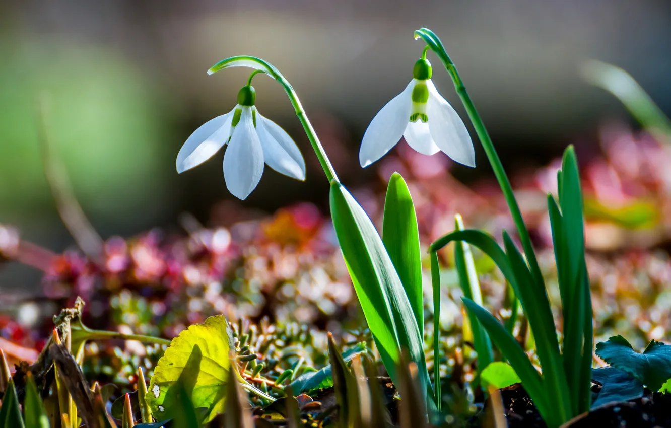 Photo wallpaper nature, spring, snowdrops