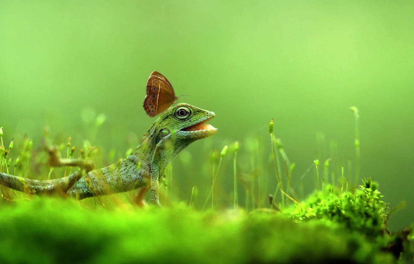 Photo wallpaper grass, nature, butterfly, lizard, Verdana rexsi