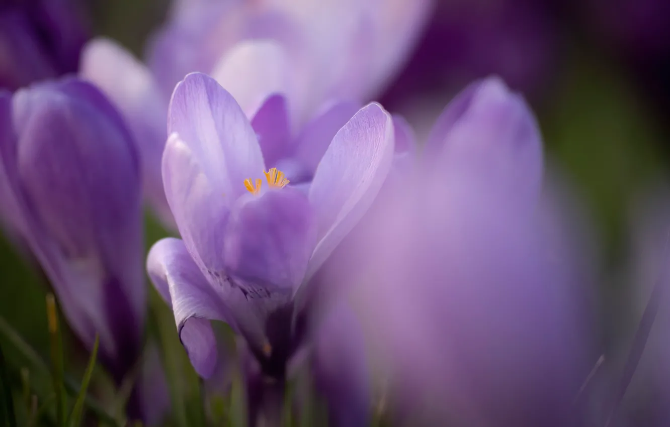 Photo wallpaper macro, flowers, blur, spring, crocuses, lilac, bokeh