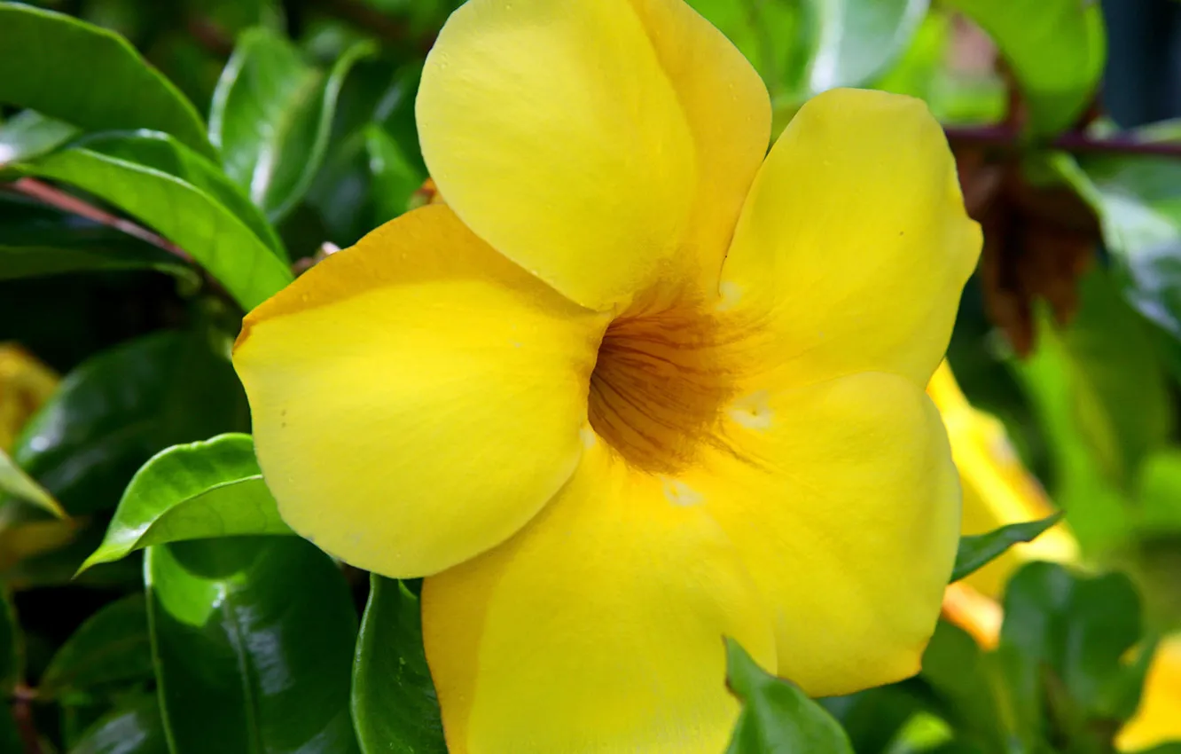 Photo wallpaper green, yellow, flowers, hawaii