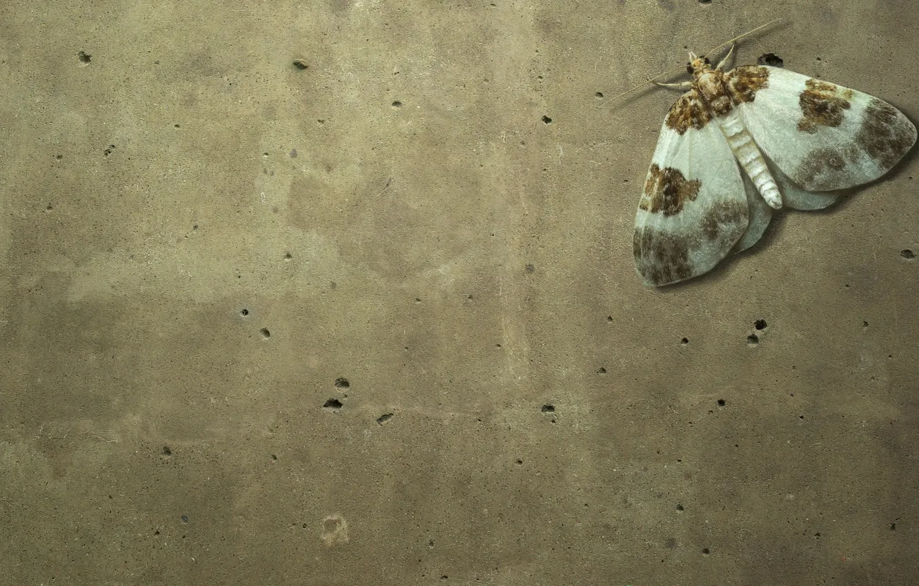 Photo wallpaper wall, butterfly, insect, concrete, moth