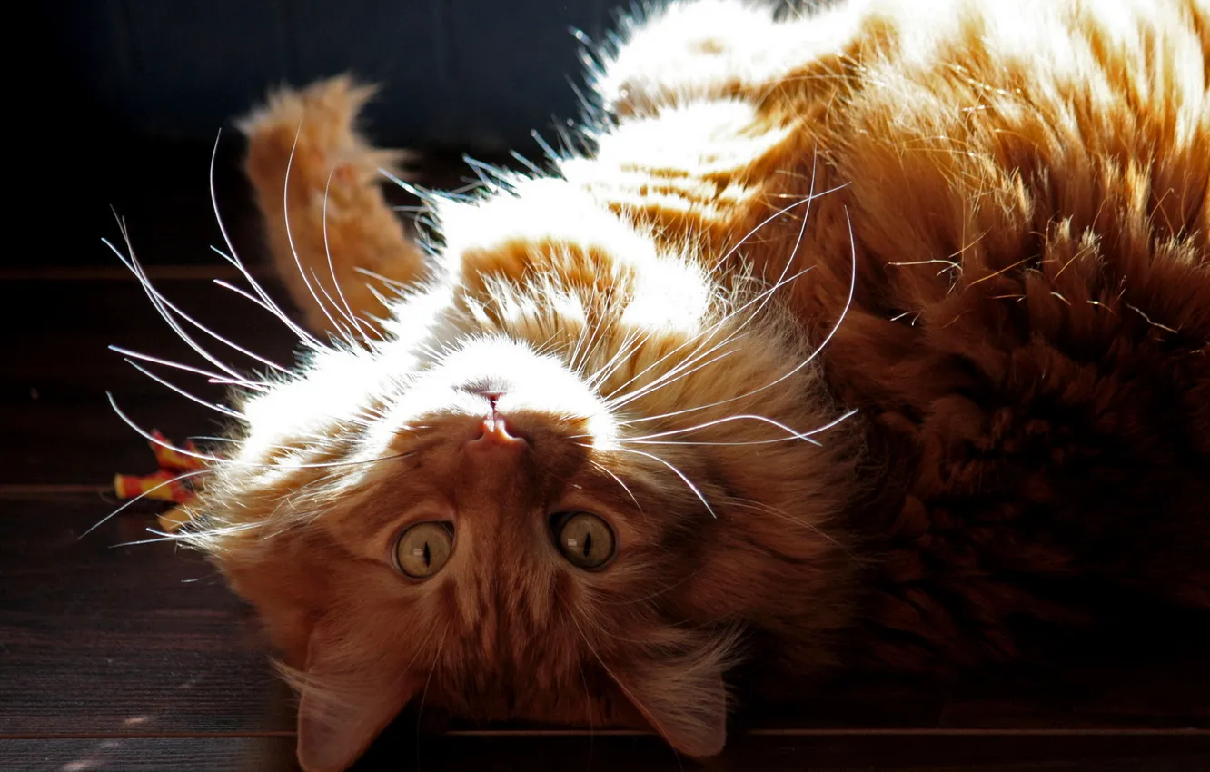 Photo wallpaper cat, look, light