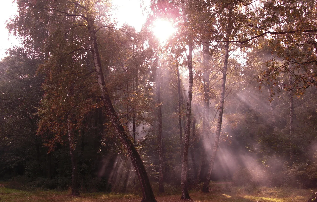 Photo wallpaper autumn, forest, leaves, the sun, rays, light, trees, branches
