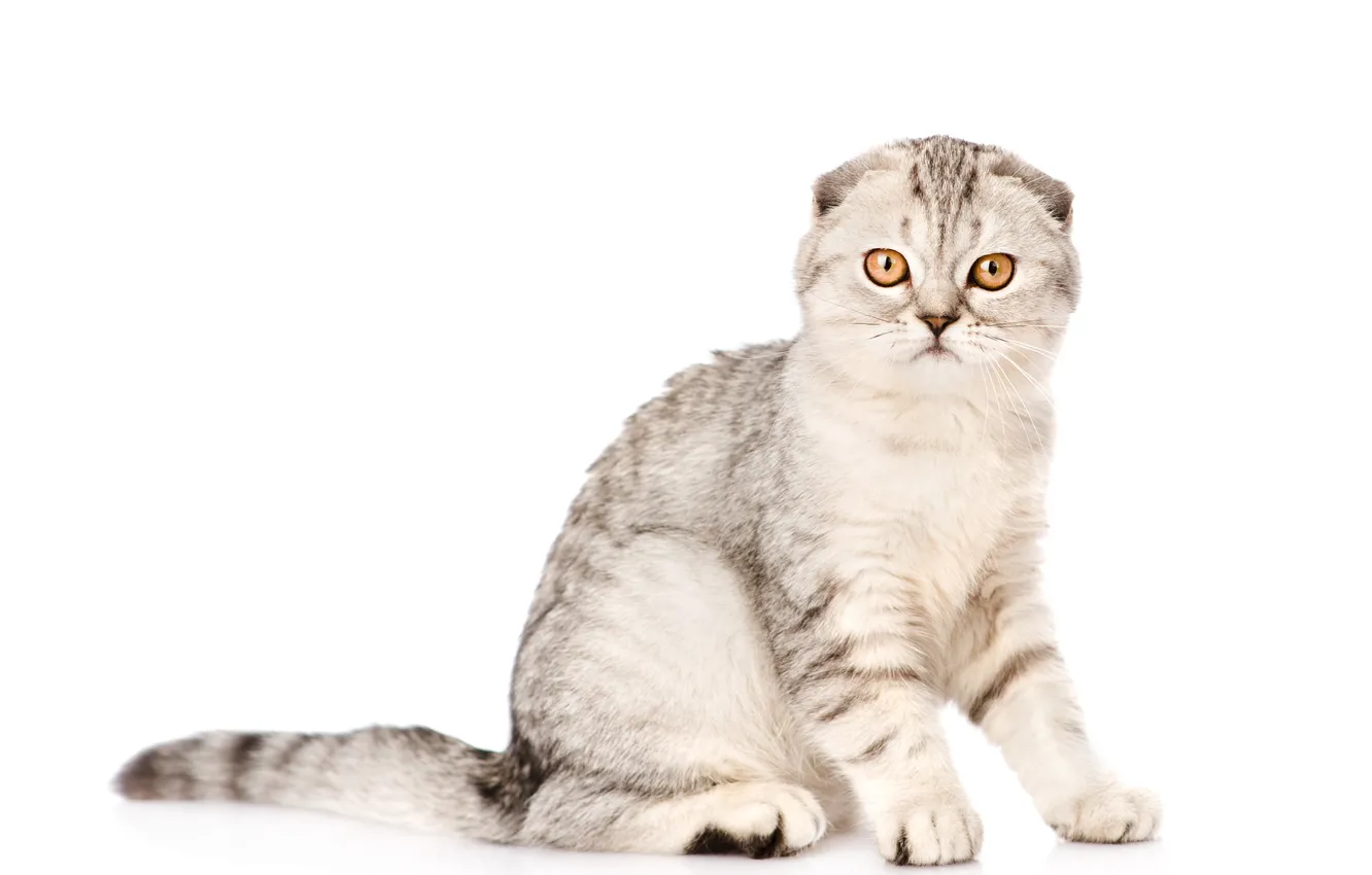 Photo wallpaper cat, look, background, animal, fold, color