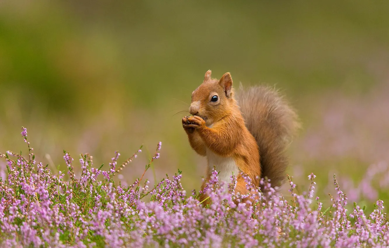 Photo wallpaper protein, squirrel, rodent