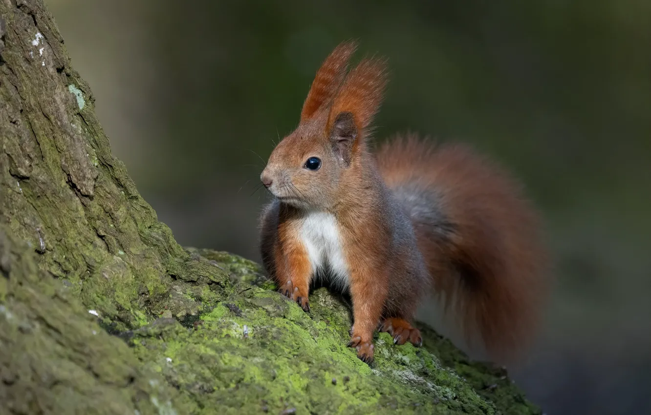 Photo wallpaper trees, background, protein, red