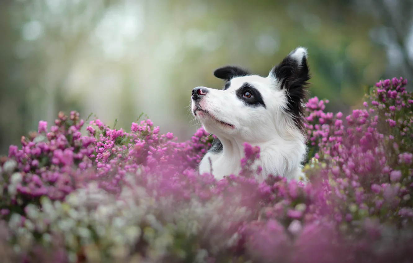 Photo wallpaper face, dog, Heather, The border collie