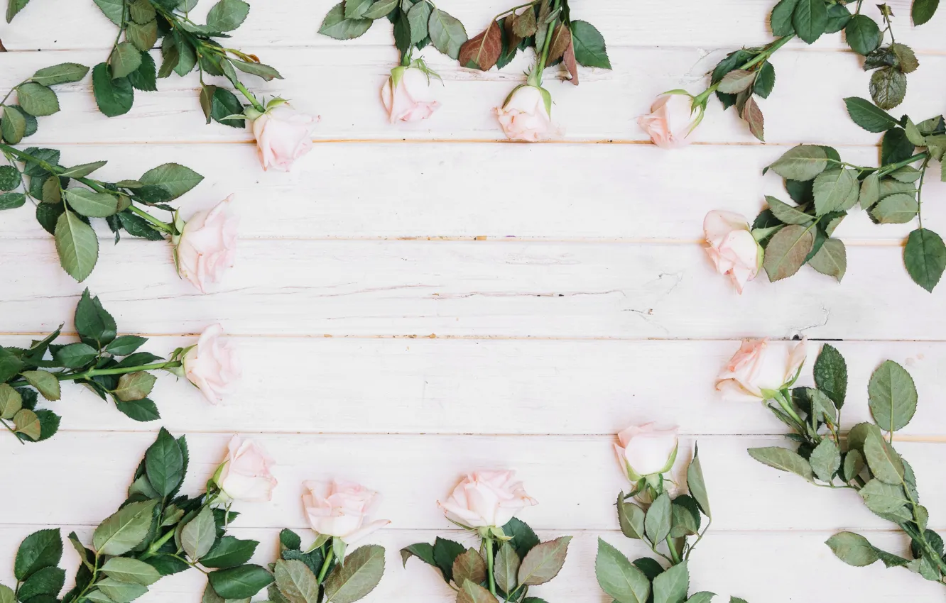 Photo wallpaper flowers, roses, buds