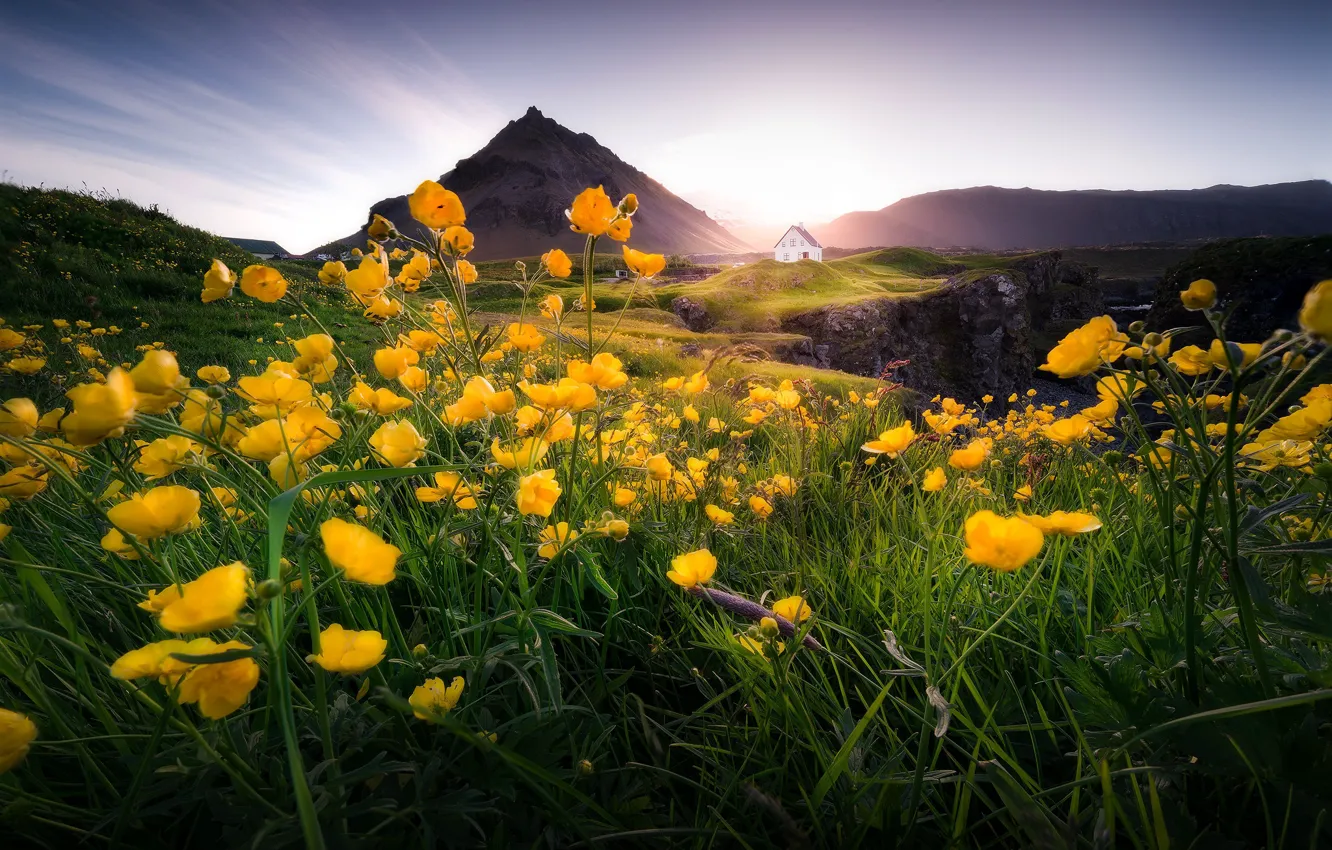 Photo wallpaper field, flowers, mountains, meadow