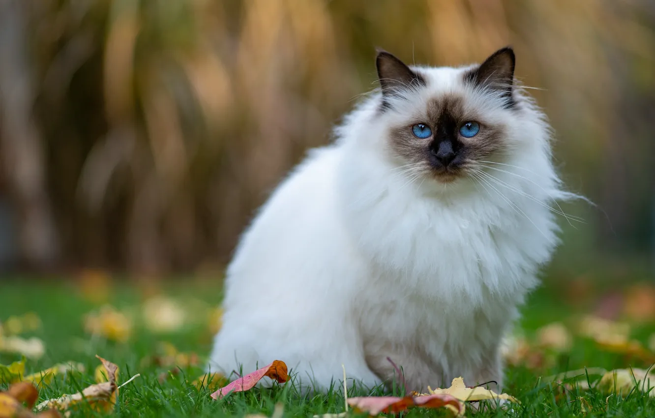 Photo wallpaper autumn, cat, white, grass, cat, look, leaves, nature