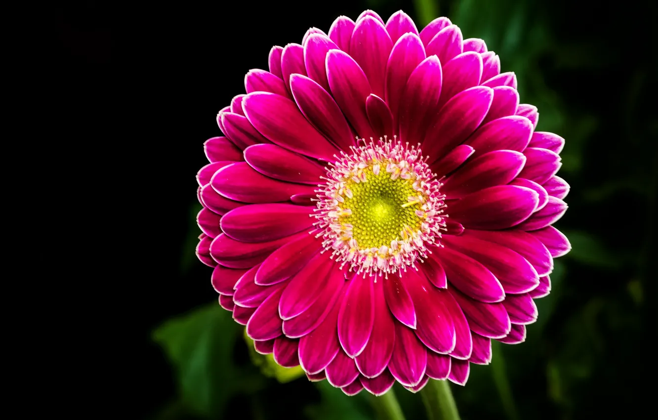 Photo wallpaper macro, pink, gerbera