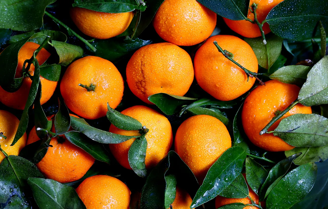 Photo wallpaper leaves, drops, orange, tangerines