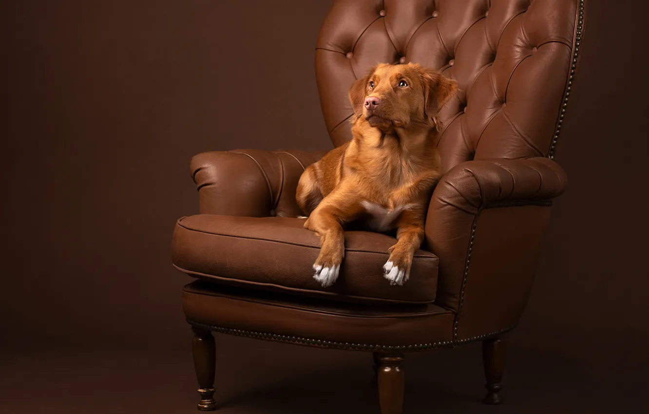 Photo wallpaper background, dog, chair, Nova Scotia duck tolling Retriever
