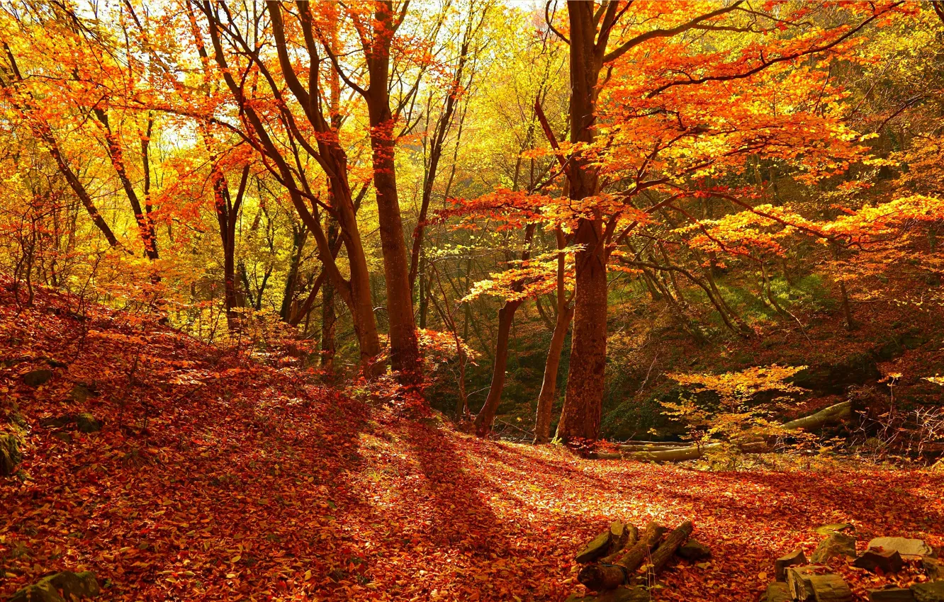 Photo wallpaper autumn, forest, foliage, colors, forest, falling leaves, trees, autumn