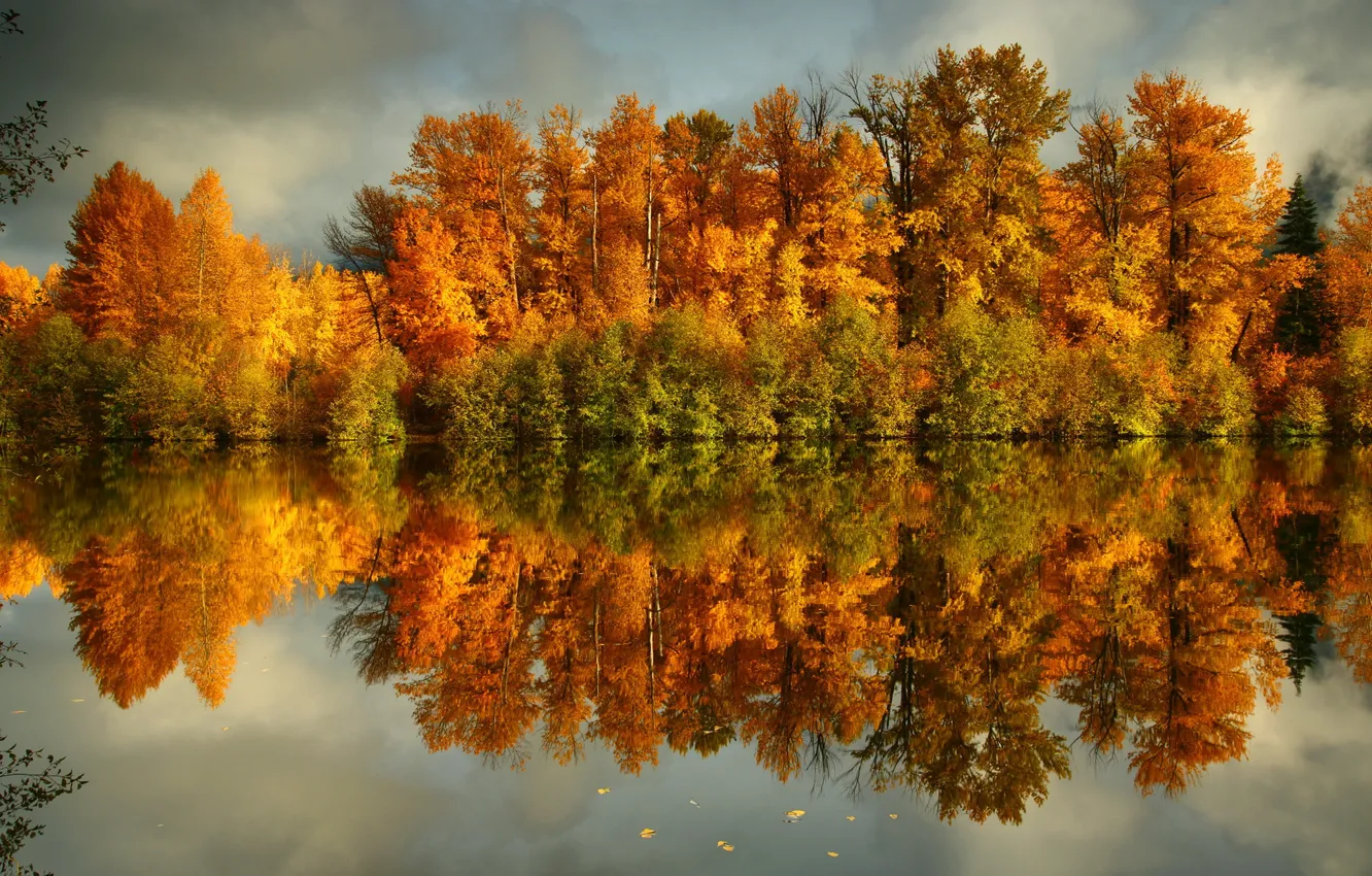 Photo wallpaper autumn, forest, water, trees, yellow, nature, photo, coast