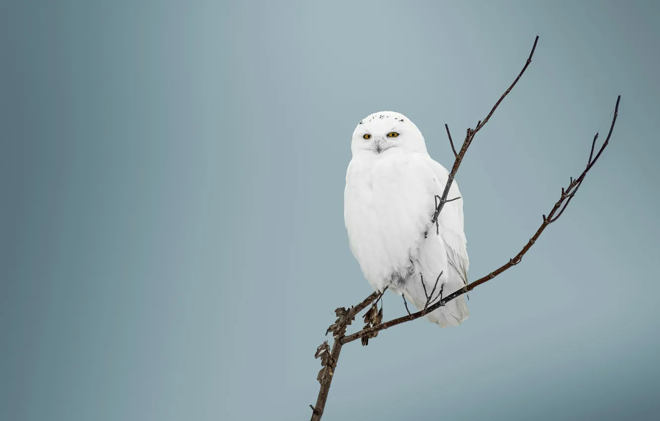 Photo wallpaper white, branches, background, owl, bird, polar