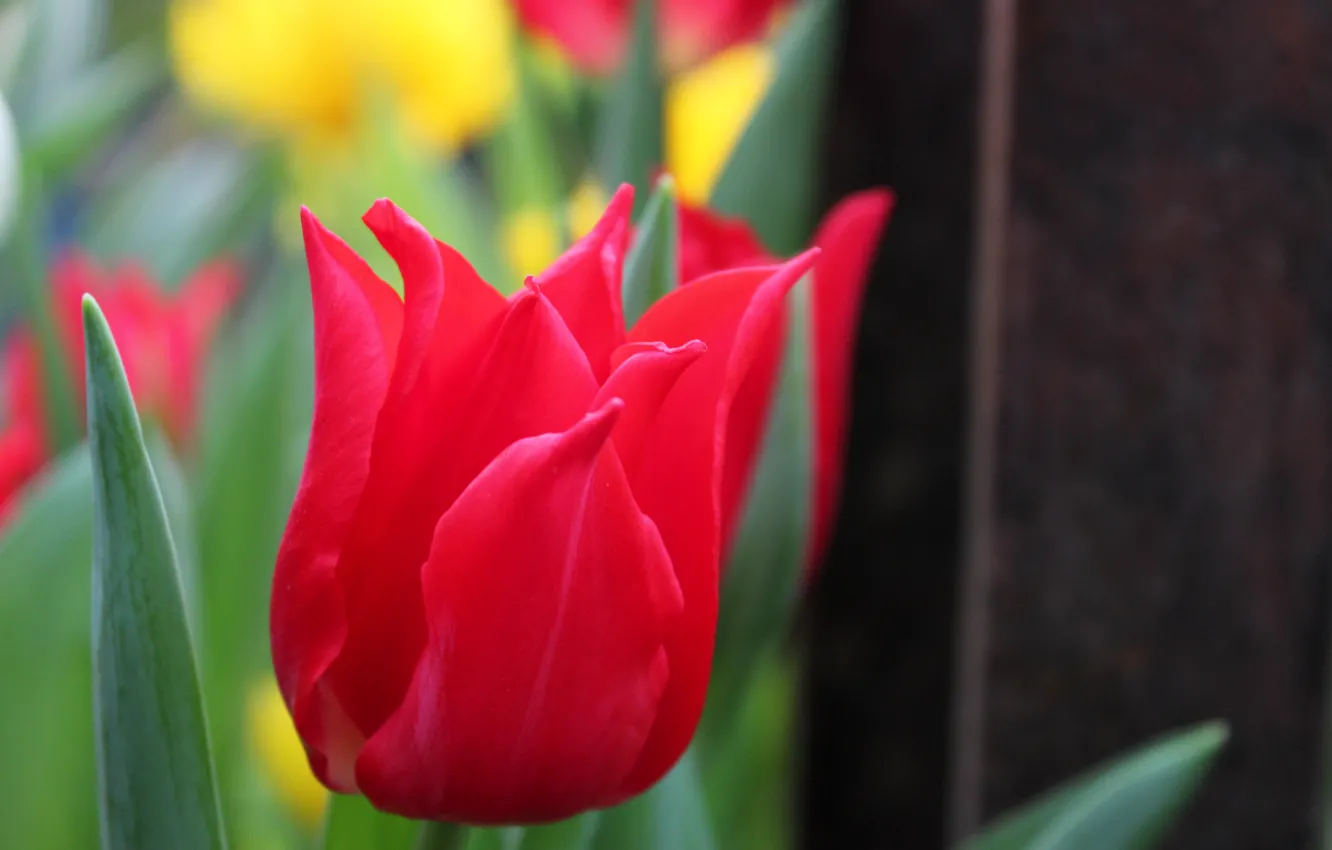 Photo wallpaper paint, spring, tulips, exhibition