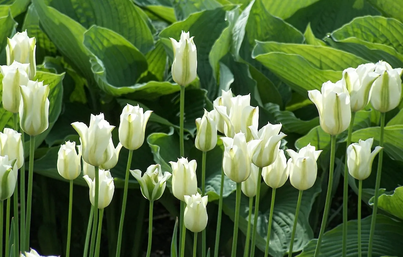 Photo wallpaper greens, leaves, flowers, stems, spring, sunlight, white tulips, light and shadow
