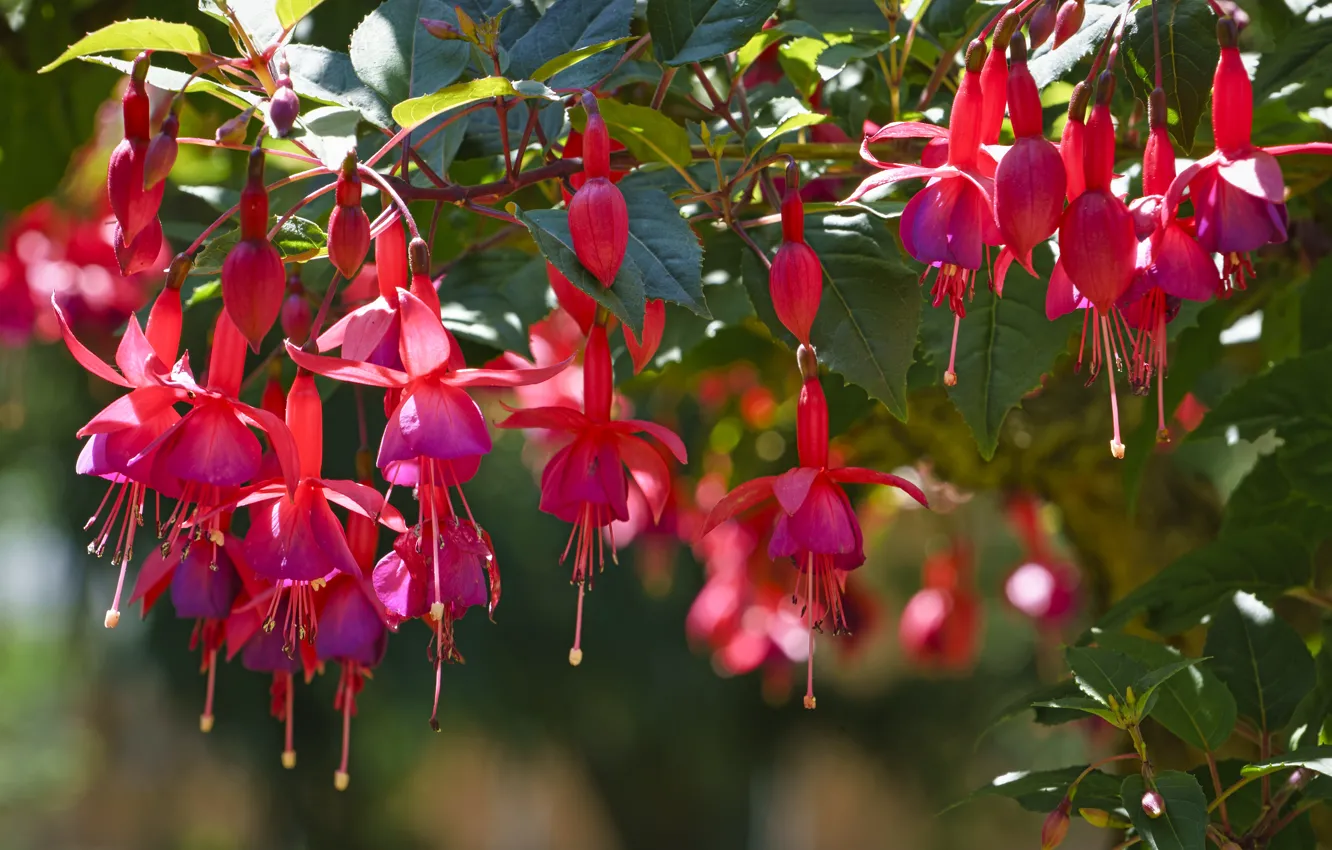 Photo wallpaper leaves, flowers, branches, nature, bokeh, fuchsia