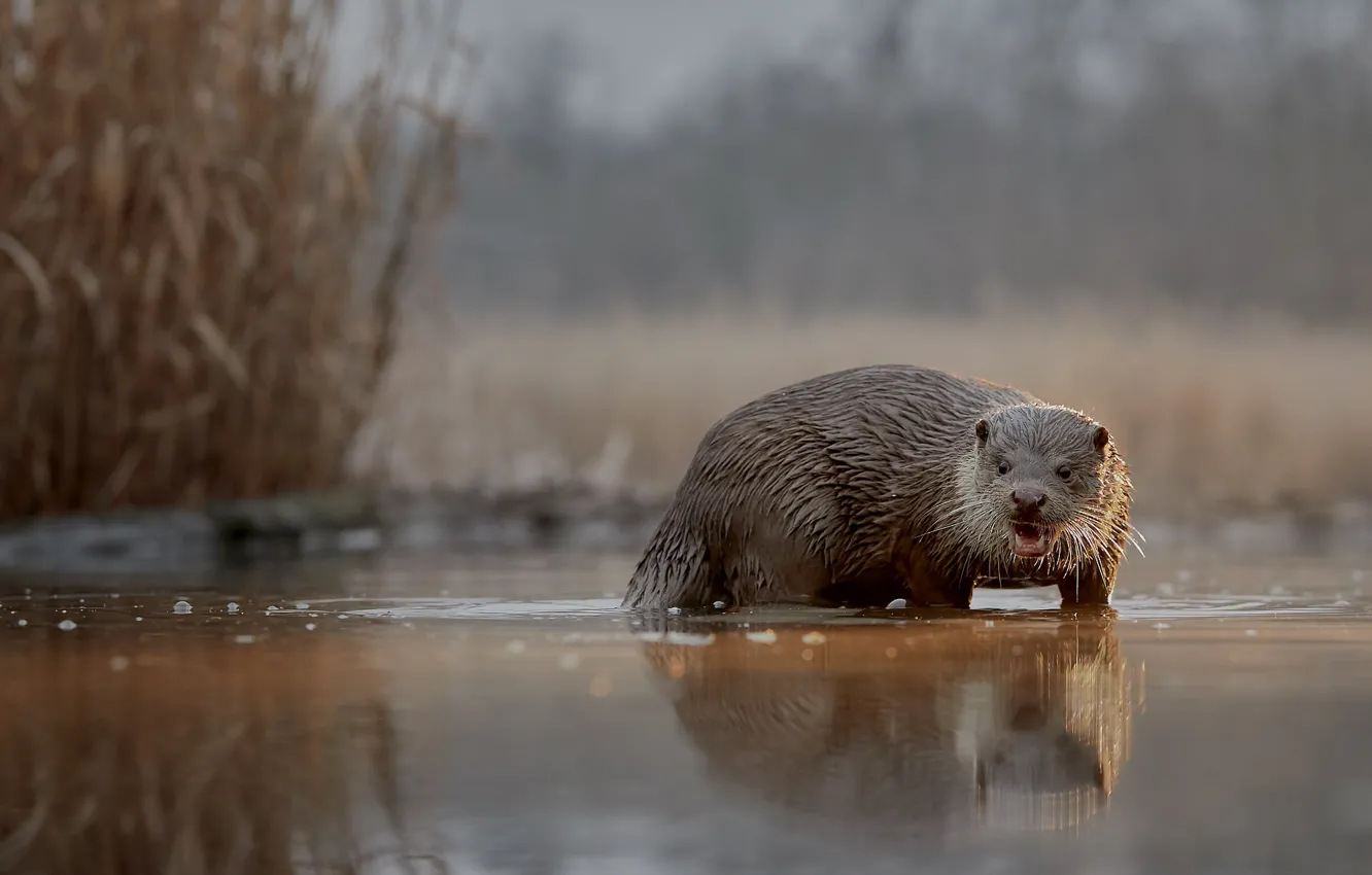 Photo wallpaper grass, water, nature, fog, reflection, river, background, shore