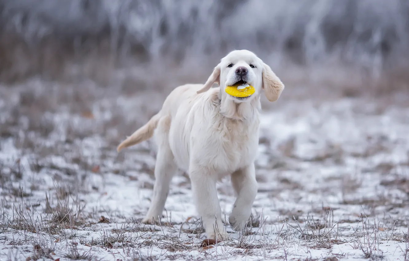 Photo wallpaper winter, field, grass, look, snow, pose, toy, the game