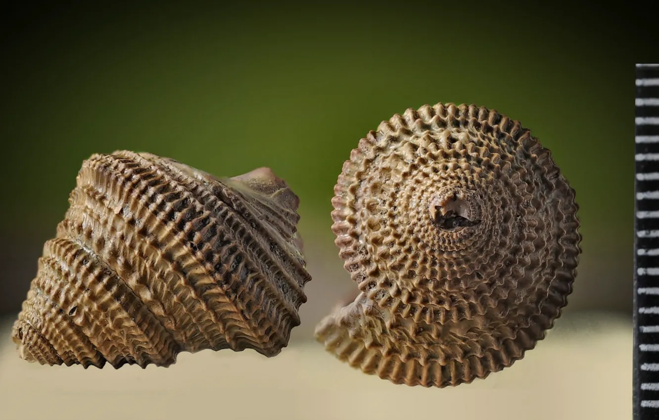 Photo wallpaper shell, line, shellfish, scale, Ammonite, Extinct animals, Cretaceous-Paleogene, Ammonoidea