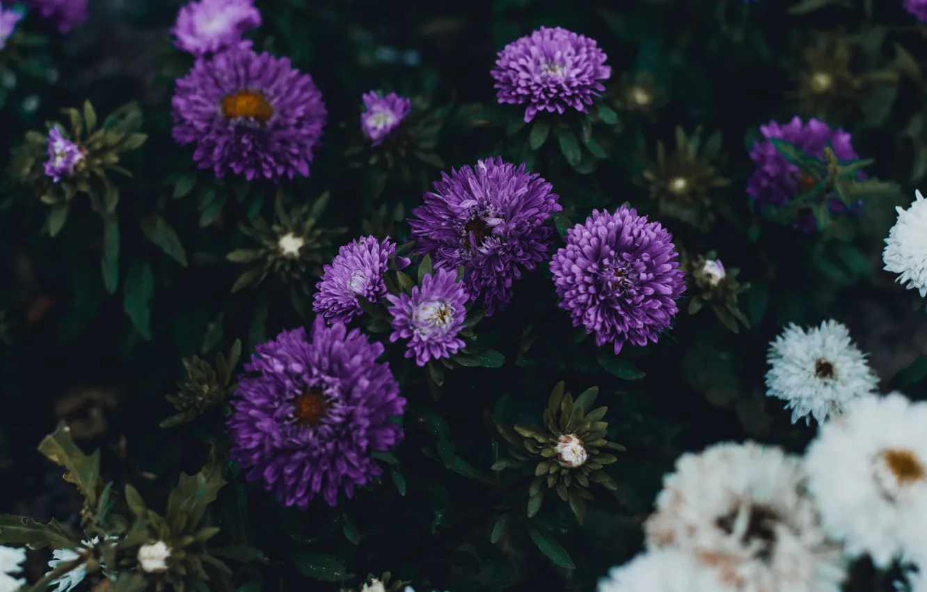 Photo wallpaper purple, leaves, flowers, the dark background, garden, white, lilac, autumn