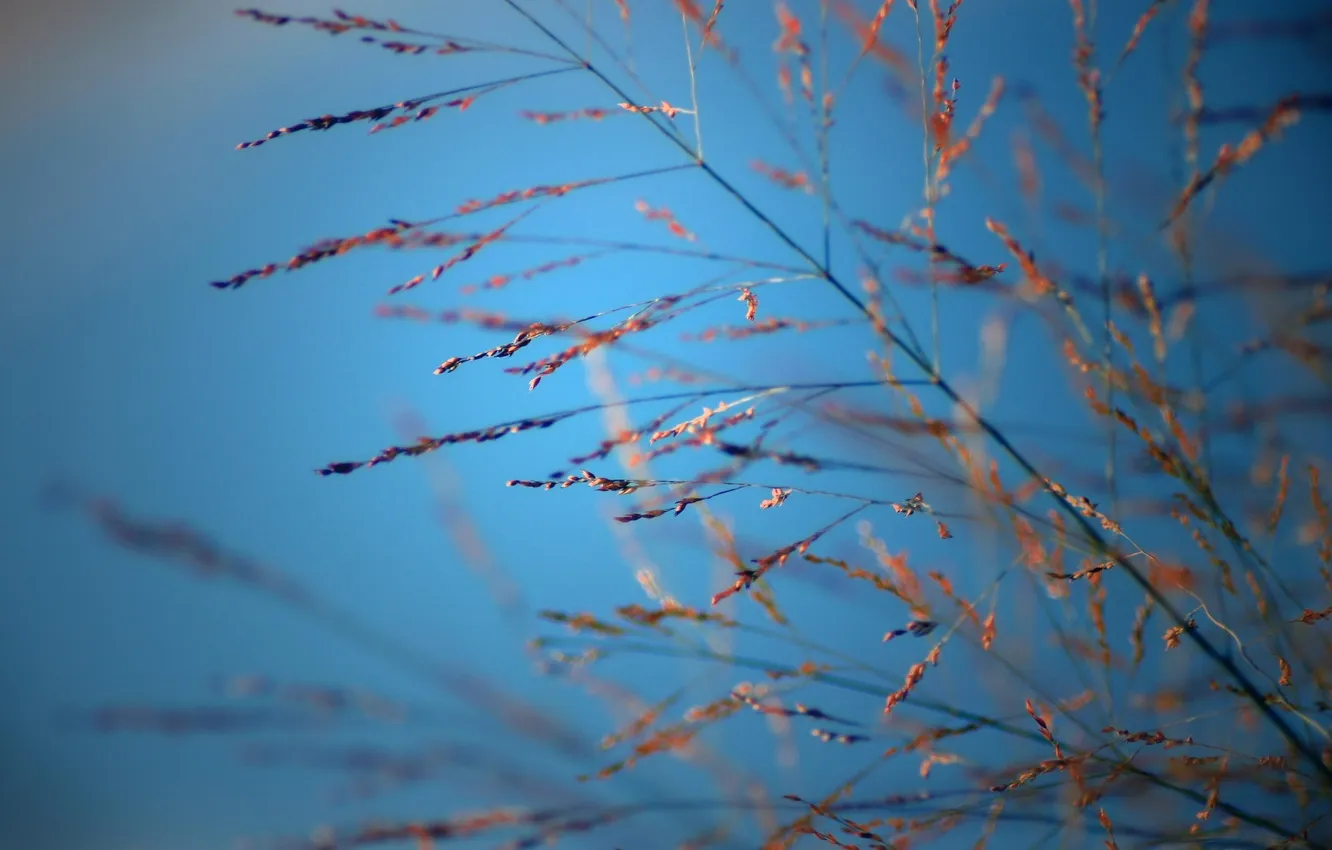 Photo wallpaper the sky, macro, flowers, wallpapers
