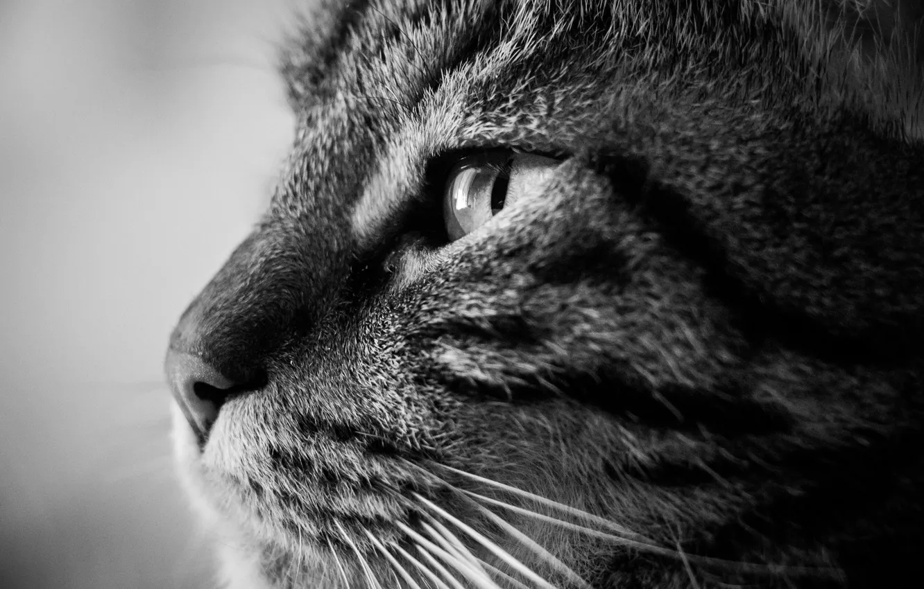 Photo wallpaper cat, cat, wool, black and white