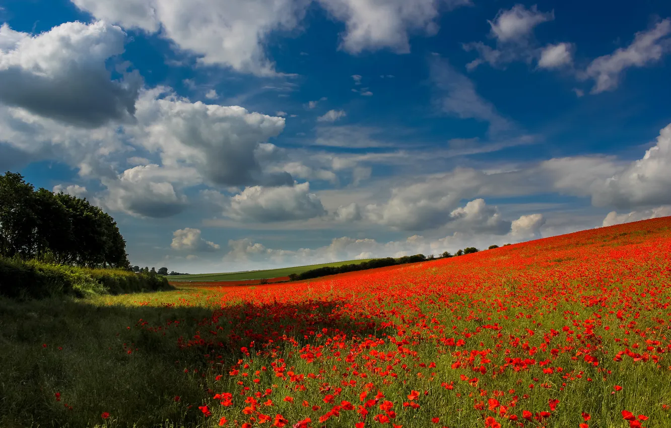 Photo wallpaper field, forest, the sky, clouds, trees, flowers, Maki, meadow