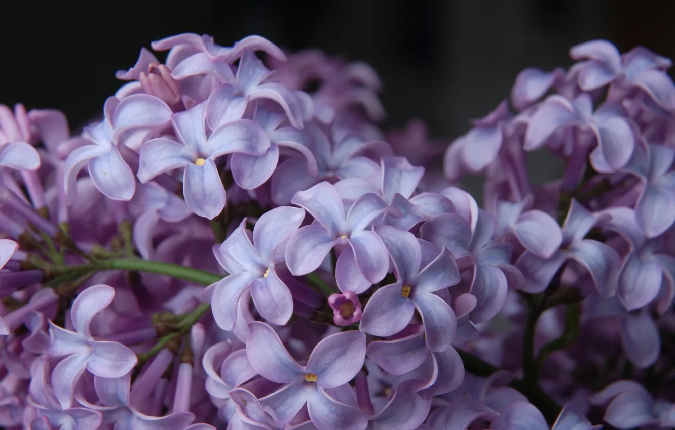 Photo wallpaper macro, flowers, petals, a lot, lilac