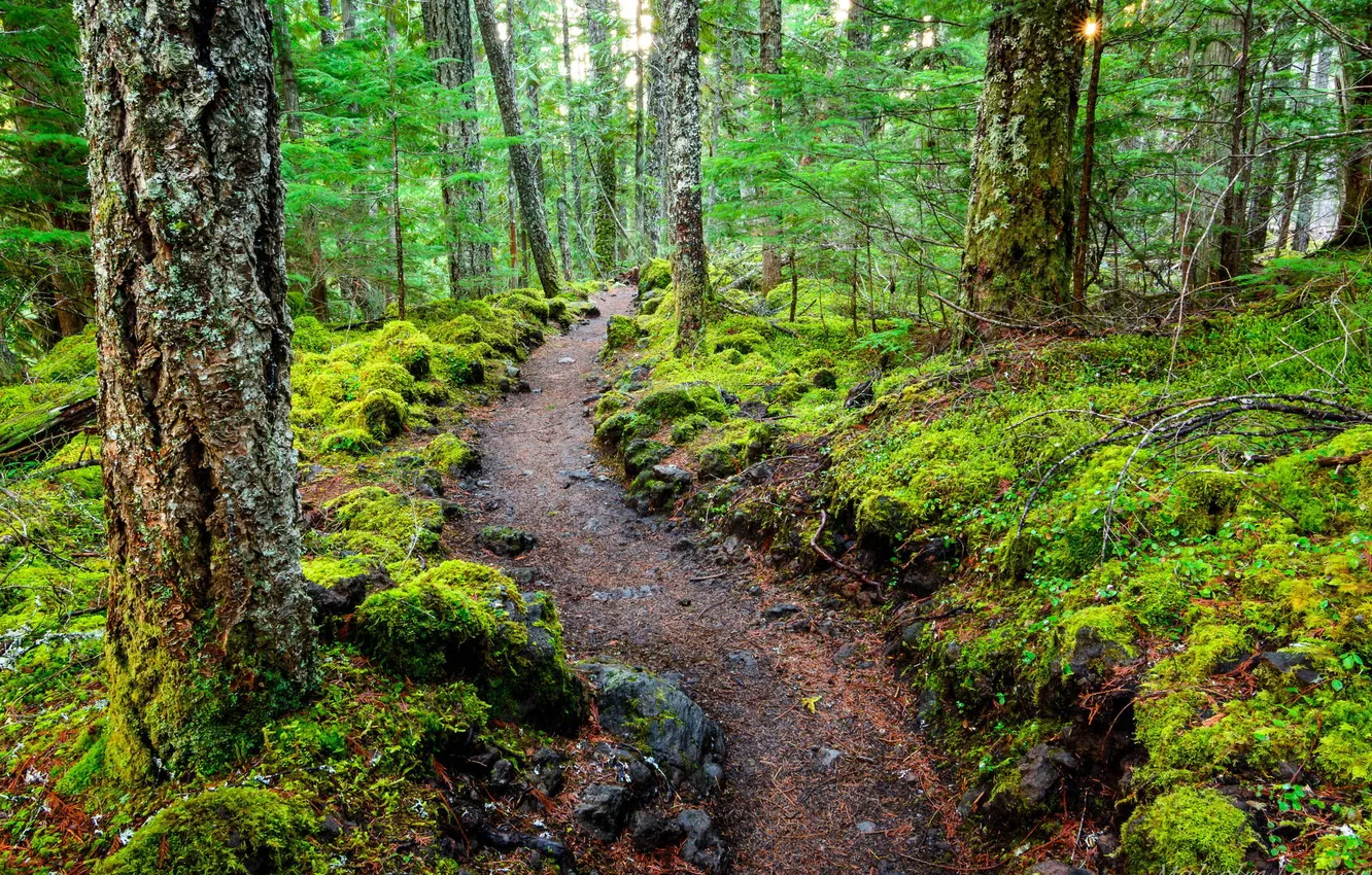 Photo wallpaper forest, trees, nature, trail