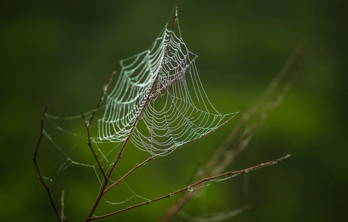Photo wallpaper branches, nature, web