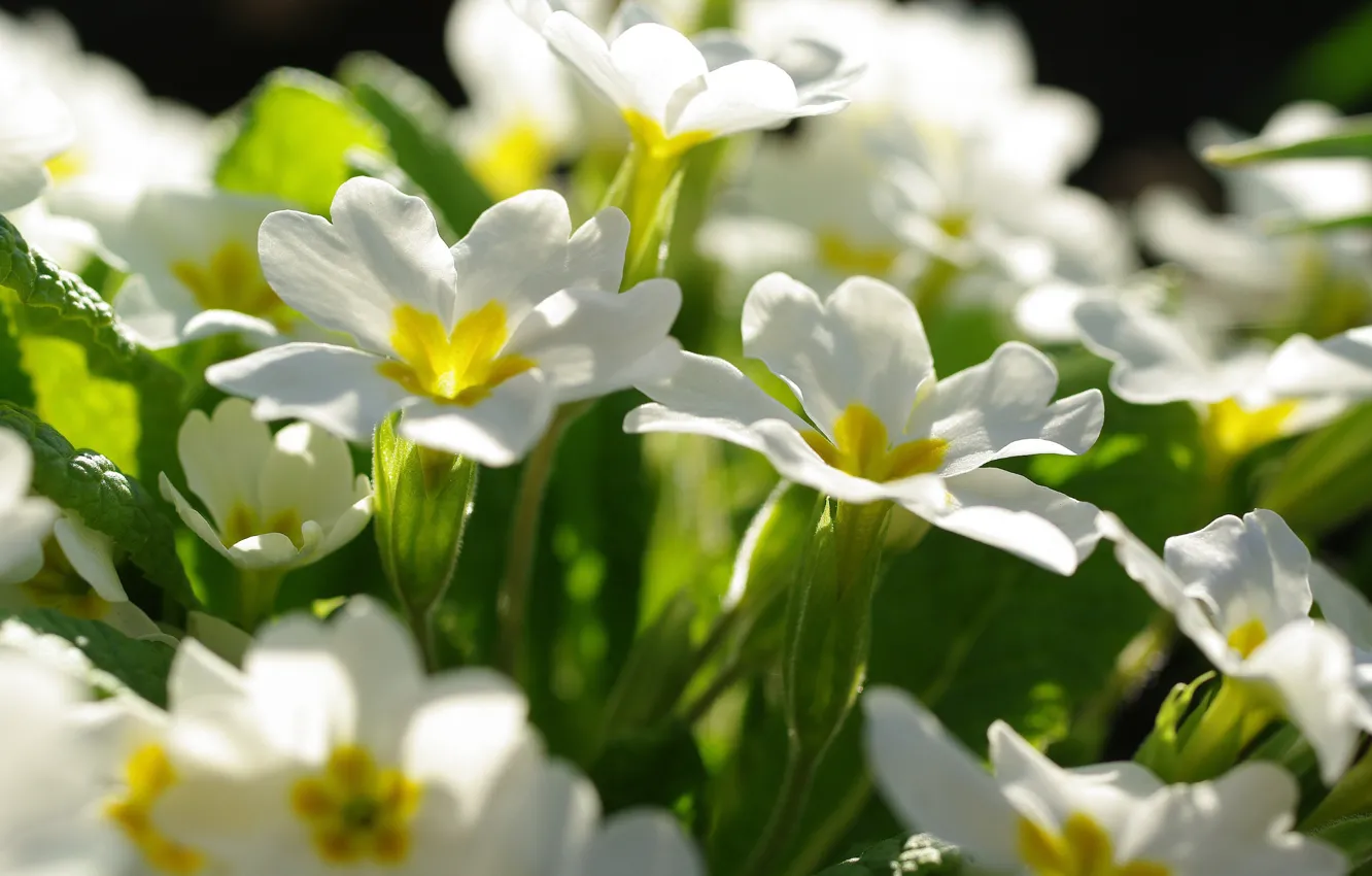 Photo wallpaper flowers, nature, tenderness, beauty, plants, spring, may, primroses