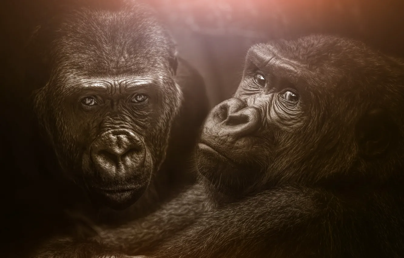 Photo wallpaper monkey, a couple, gorilla