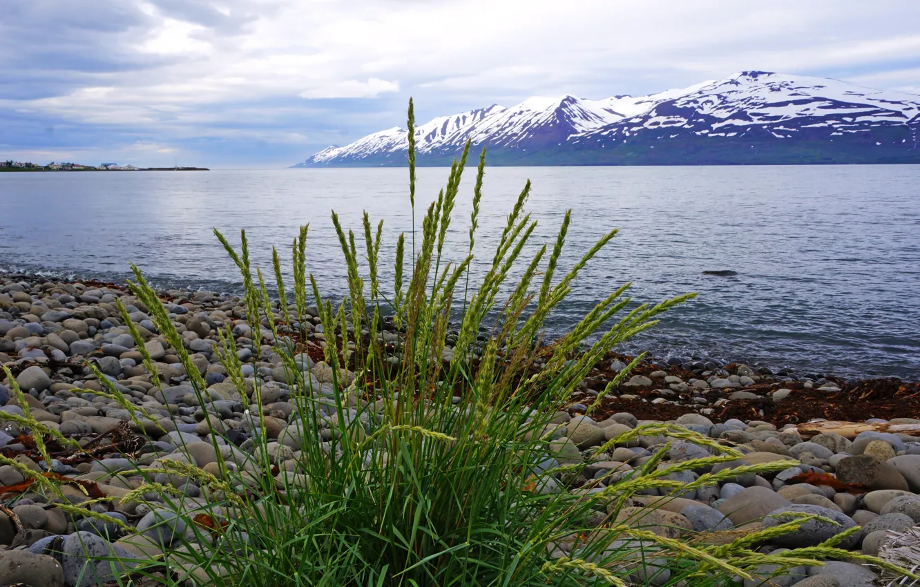 Photo wallpaper grass, mountains, stones, shore, glacier, Iceland, away