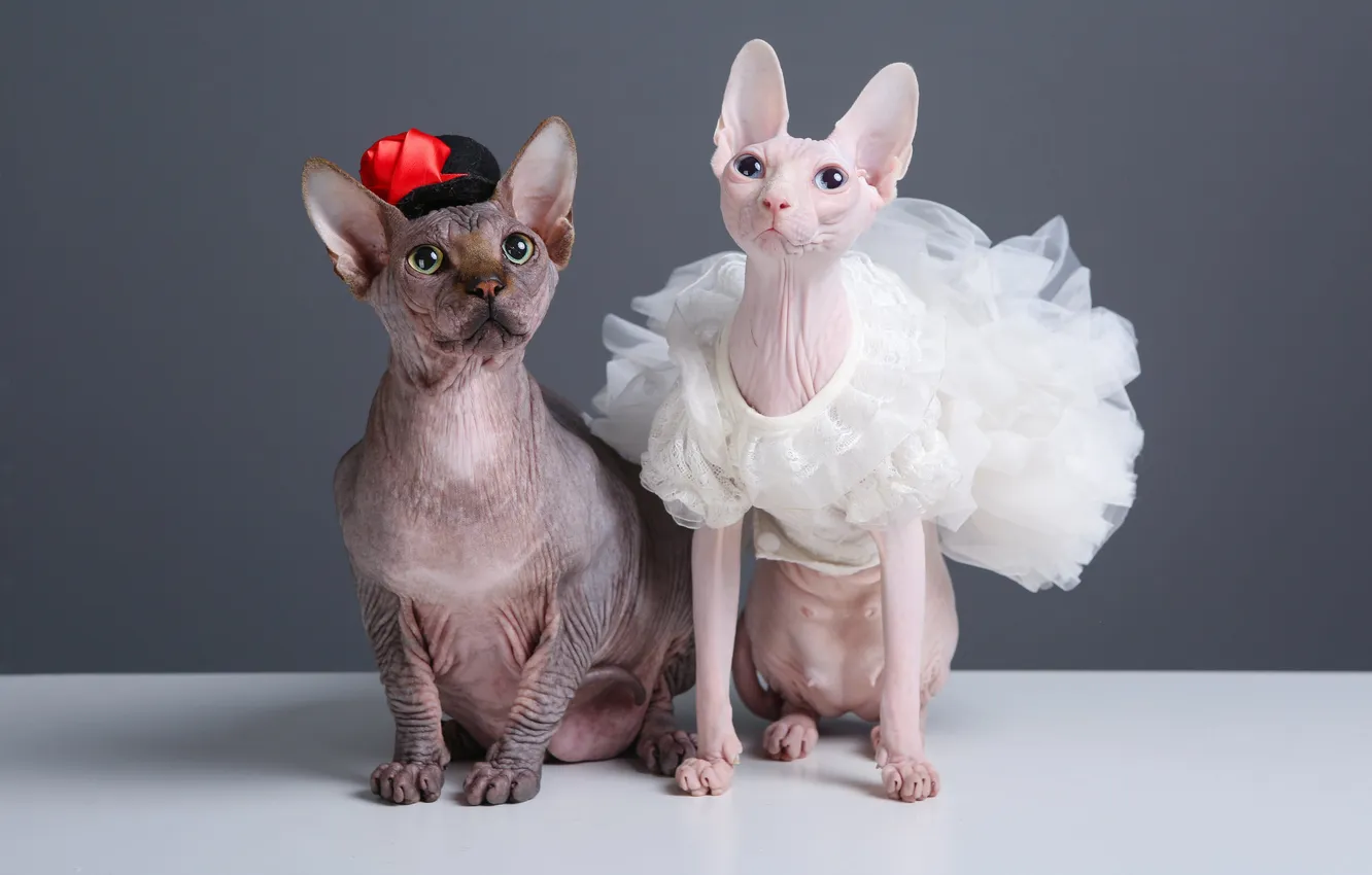 Photo wallpaper cat, cat, look, cats, two, hat, dress, pair
