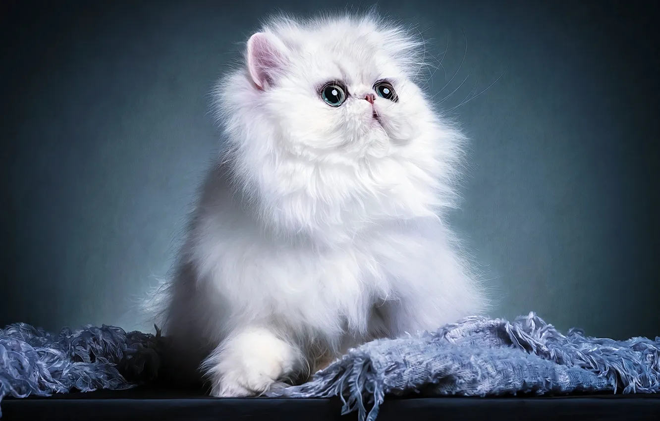 Photo wallpaper cat, look, kitty, face, Persian, extreme, photoart
