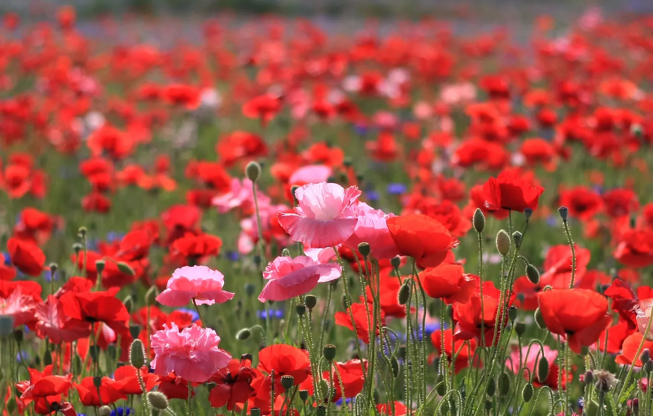 Photo wallpaper field, summer, the sun, light, flowers, nature, heat, stems