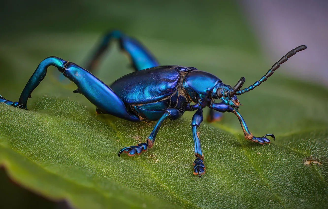Photo wallpaper macro, blue, leaf, beetle, insect