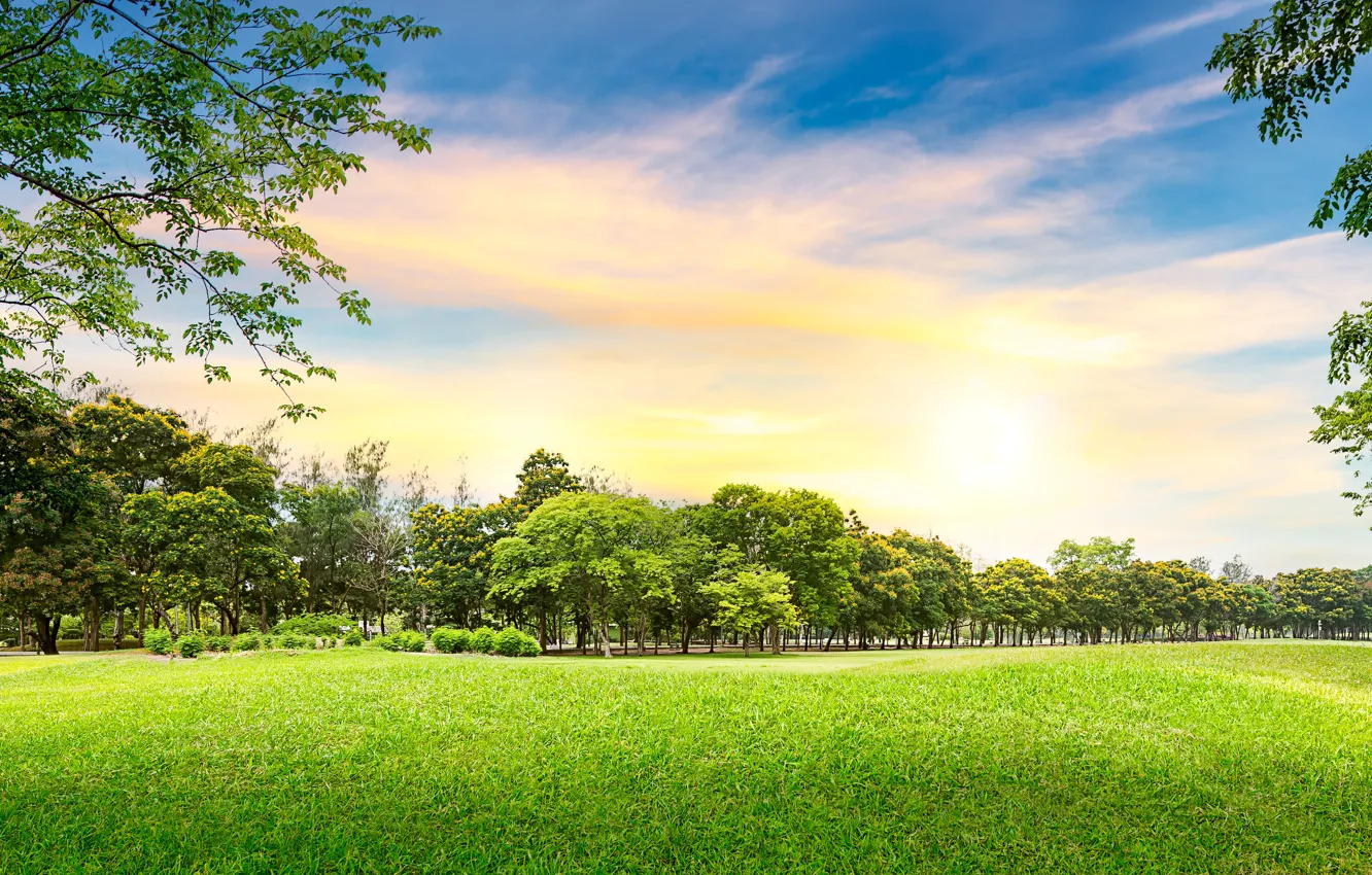 Photo wallpaper greens, summer, the sky, grass, clouds, trees, Park, panorama
