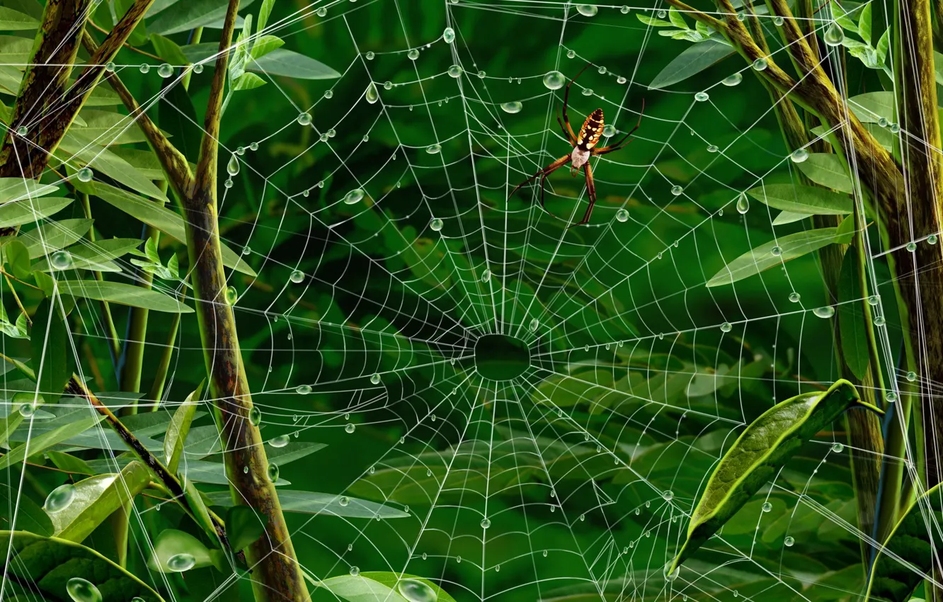 Photo wallpaper leaves, web, spider