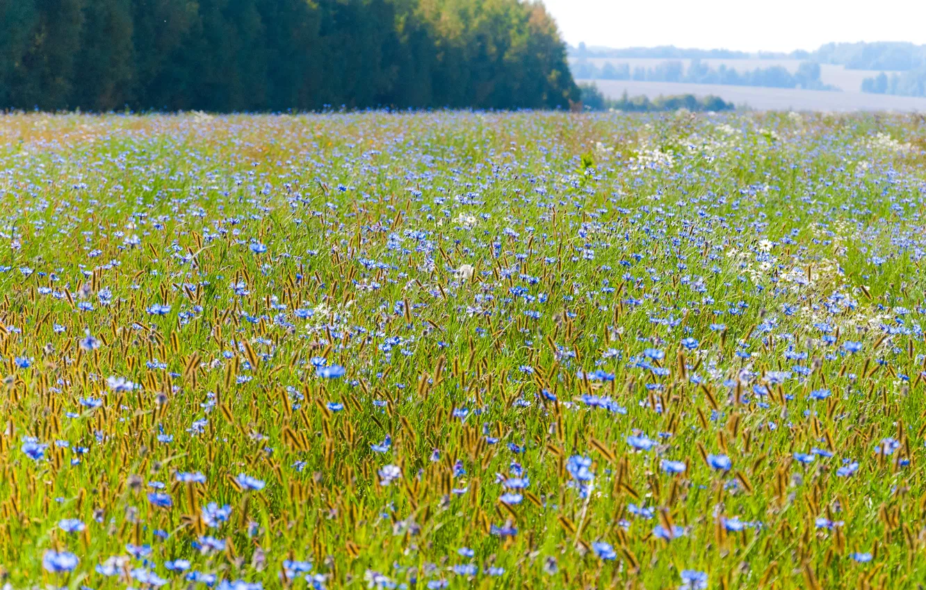 Photo wallpaper field, autumn, chamomile, haze, cornflowers